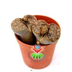 Lithops Bromfieldii -Kahverengi Tonlarında -5,5 cm Saksıda -Yaşayan Taş Kaktüs-Altıntaş-Sarı Renk Çiçek Açar