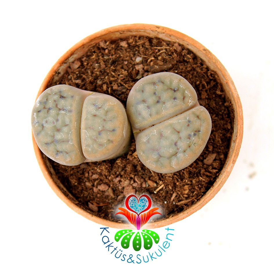 Lithops Gracilidelineata -Krem Rengi Tonlarında -5,5 cm Saksıda -Yaşayan Taş Kaktüs-Altıntaş-Sarı Renk Çiçek Açar