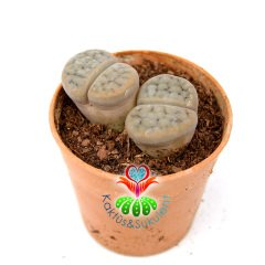 Lithops Gracilidelineata -Krem Rengi Tonlarında -5,5 cm Saksıda -Yaşayan Taş Kaktüs-Altıntaş-Sarı Renk Çiçek Açar