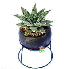 Siyah Seramik Ayaklı Saksıda Özel Tür Haworthia Spider White-Hediyelik Sukulent Aranjman