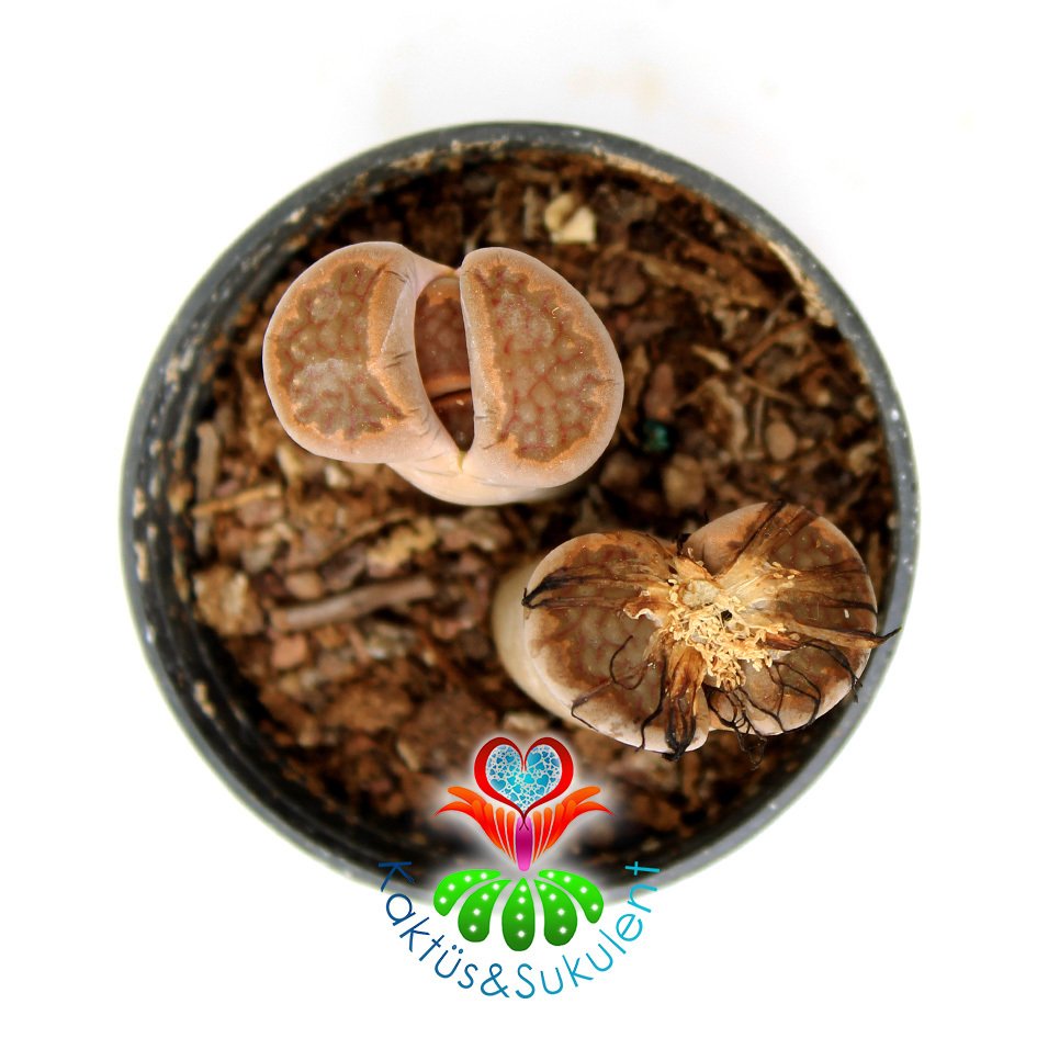 Lithops Hallii - Kahverengi Uçlu -5,5 cm Saksıda -Yaşayan Taş Kaktüs-Altıntaş-Sarı Renk Çiçek Açar