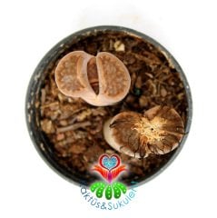 Lithops Hallii - Kahverengi Uçlu -5,5 cm Saksıda -Yaşayan Taş Kaktüs-Altıntaş-Sarı Renk Çiçek Açar