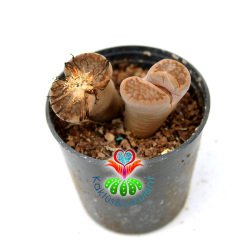 Lithops Hallii - Kahverengi Uçlu -5,5 cm Saksıda -Yaşayan Taş Kaktüs-Altıntaş-Sarı Renk Çiçek Açar