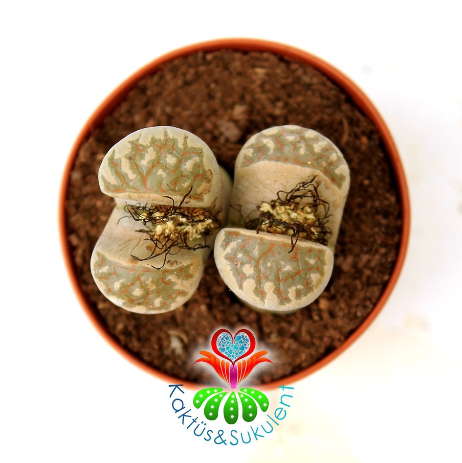 Lithops Dorotheae -Krem Rengi Kırmızı Çizgili -5,5 cm Saksıda -Yaşayan Taş Kaktüs-Altıntaş-Sarı Renk Çiçek Açar