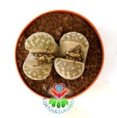 Lithops Dorotheae -Krem Rengi Kırmızı Çizgili -5,5 cm Saksıda -Yaşayan Taş Kaktüs-Altıntaş-Sarı Renk Çiçek Açar