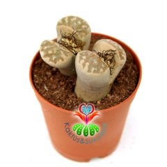 Lithops Dorotheae -Krem Rengi Kırmızı Çizgili -5,5 cm Saksıda -Yaşayan Taş Kaktüs-Altıntaş-Sarı Renk Çiçek Açar