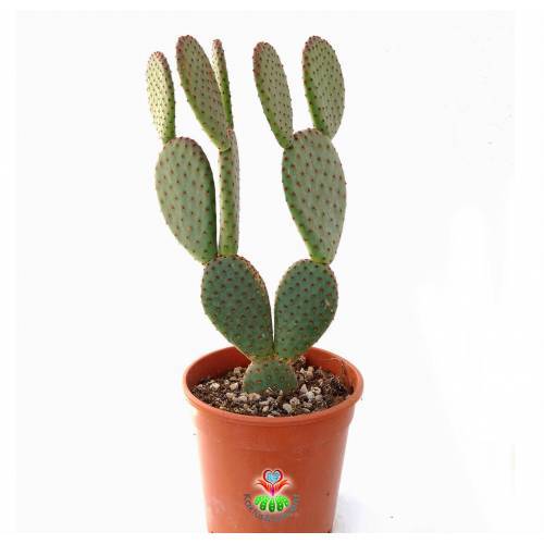 Dev Tavşan Kaktüs,Opuntia Microdasys var. Rufida 30+cm Uzunlukta -17 cm Saksıda-Teraryum,Sukulent