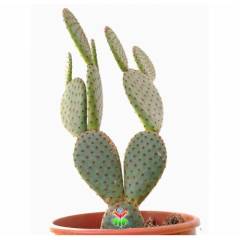 Dev Tavşan Kaktüs,Opuntia Microdasys var. Rufida 30+cm Uzunlukta -17 cm Saksıda-Teraryum,Sukulent