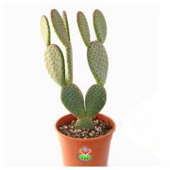 Dev Tavşan Kaktüs,Opuntia Microdasys var. Rufida 30+cm Uzunlukta -17 cm Saksıda-Teraryum,Sukulent