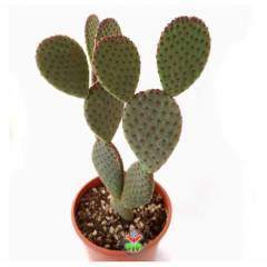 Dev Tavşan Kaktüs,Opuntia Microdasys var. Rufida 30+cm Uzunlukta -17 cm Saksıda-Teraryum,Sukulent