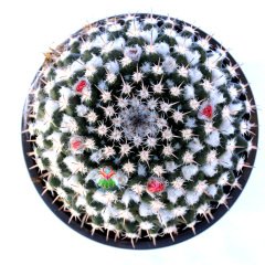 Mammillaria Amajacensis-Büyük Boy Kaktüs-15 cm Bitki Çapı 17 cm Saksıda