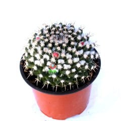 Mammillaria Amajacensis-Büyük Boy Kaktüs-15 cm Bitki Çapı 17 cm Saksıda