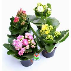 Kalanchoe Crassulaceae - Bol Bol Çiçek Açar- 8,5 cm Saksıda- Çiçekli Kalanşo