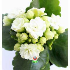 Kalanchoe Crassulaceae - Bol Bol Çiçek Açar- 8,5 cm Saksıda- Çiçekli Kalanşo