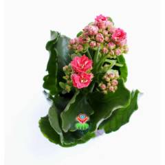 Kalanchoe Crassulaceae - Bol Bol Çiçek Açar- 8,5 cm Saksıda- Çiçekli Kalanşo