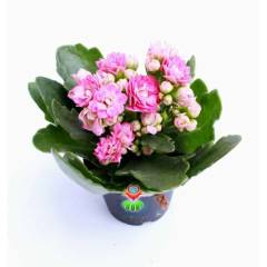 Kalanchoe Crassulaceae - Bol Bol Çiçek Açar- 8,5 cm Saksıda- Çiçekli Kalanşo