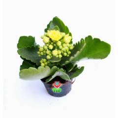Kalanchoe Crassulaceae - Bol Bol Çiçek Açar- 8,5 cm Saksıda- Çiçekli Kalanşo