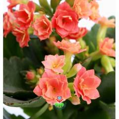 Kalanchoe Crassulaceae - Bol Bol Çiçek Açar- 8,5 cm Saksıda- Çiçekli Kalanşo