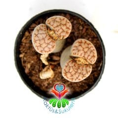 Lithops Meyeri-Krem Rengi Kahverengi Damarlı-5,5 cm Saksıda -Yaşayan Taş Kaktüs-Altıntaş-Sarı Renk Çiçek Açar