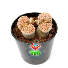 Lithops Meyeri-Krem Rengi Kahverengi Damarlı-5,5 cm Saksıda -Yaşayan Taş Kaktüs-Altıntaş-Sarı Renk Çiçek Açar