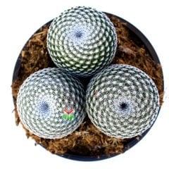 Mammillaria Brauneana -Büyük Boy Kaktüs-Tek Saksıda 3 Kök- 13 cm Saksıda
