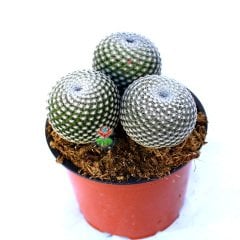Mammillaria Brauneana -Büyük Boy Kaktüs-Tek Saksıda 3 Kök- 13 cm Saksıda