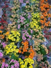 Kalanchoe Crassulaceae - Bol Bol Çiçek Açar- 8,5 cm Saksıda- Çiçekli Kalanşo
