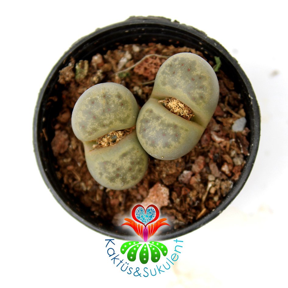Lithops Marmorata -Yeşil Renk Tonlarında -5,5 cm Saksıda -Yaşayan Taş Kaktüs-Altıntaş-Sarı Renk Çiçek Açar