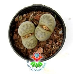 Lithops Marmorata -Yeşil Renk Tonlarında -5,5 cm Saksıda -Yaşayan Taş Kaktüs-Altıntaş-Sarı Renk Çiçek Açar