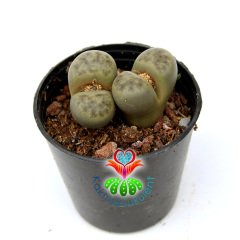 Lithops Marmorata -Yeşil Renk Tonlarında -5,5 cm Saksıda -Yaşayan Taş Kaktüs-Altıntaş-Sarı Renk Çiçek Açar
