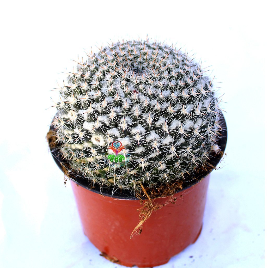 Mammillaria Hahniana -Büyük Boy Kaktüs-12+ cm Bitki Çapı-13 cm Saksıda