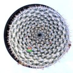 Mammillaria Hahniana -Büyük Boy Kaktüs-12+ cm Bitki Çapı-13 cm Saksıda