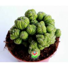 Dev Boy, Cereus Peruvianus Cristata Beyin Kaktüs -12 cm Saksılı - Teraryum,Sukulent, Kaktüs