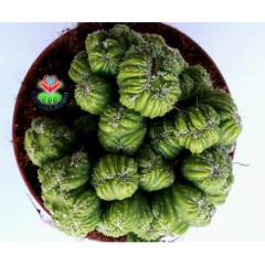 Dev Boy, Cereus Peruvianus Cristata Beyin Kaktüs -12 cm Saksılı - Teraryum,Sukulent, Kaktüs