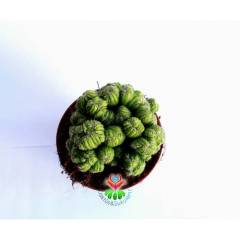 Dev Boy, Cereus Peruvianus Cristata Beyin Kaktüs -12 cm Saksılı - Teraryum,Sukulent, Kaktüs