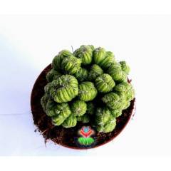 Dev Boy, Cereus Peruvianus Cristata Beyin Kaktüs -12 cm Saksılı - Teraryum,Sukulent, Kaktüs