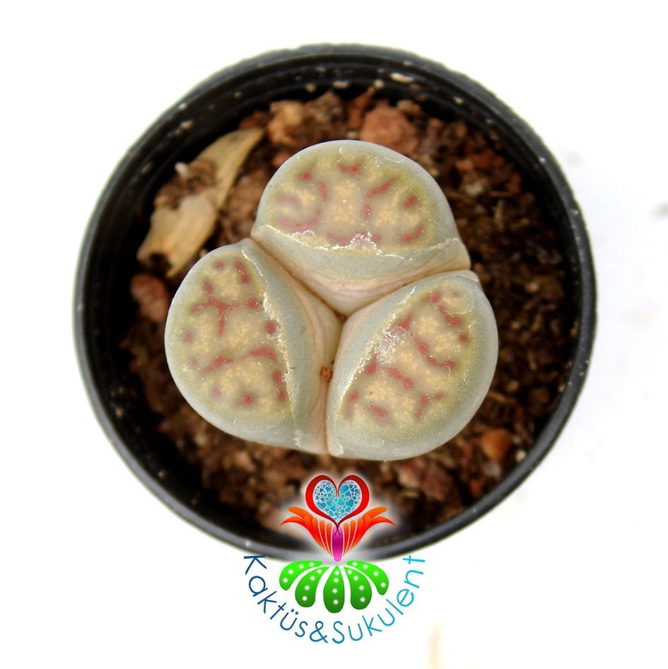 Lithops Dorotheae -3 Loblu Sıradışı Çok Nadir Form -5,5 cm Saksıda -Yaşayan Taş Kaktüs-Altıntaş-Sarı Renk Çiçek Açar