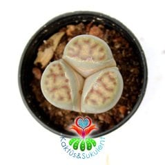 Lithops Dorotheae -3 Loblu Sıradışı Çok Nadir Form -5,5 cm Saksıda -Yaşayan Taş Kaktüs-Altıntaş-Sarı Renk Çiçek Açar