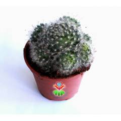 Dev Boy, Mammillaria Bocasana Roseiflora-12 cm Saksılı, Bol Çiçek Açar, Pamuklu Dikenli Kaktüs Türü