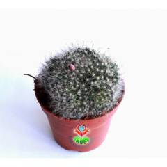 Dev Boy, Mammillaria Bocasana Roseiflora-12 cm Saksılı, Bol Çiçek Açar, Pamuklu Dikenli Kaktüs Türü