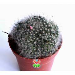 Dev Boy, Mammillaria Bocasana Roseiflora-12 cm Saksılı, Bol Çiçek Açar, Pamuklu Dikenli Kaktüs Türü