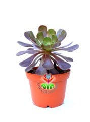 Sukulent, Aeonium 'Cyclops' -Dev Kırmızı Bordo Yapraklı -12 cm Saksıda-Güneşte Yapraklı Koyulaşır