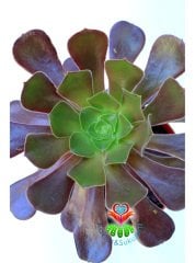 Sukulent, Aeonium 'Cyclops' -Dev Kırmızı Bordo Yapraklı -12 cm Saksıda-Güneşte Yapraklı Koyulaşır