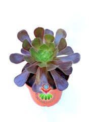 Sukulent, Aeonium 'Cyclops' -Dev Kırmızı Bordo Yapraklı -12 cm Saksıda-Güneşte Yapraklı Koyulaşır