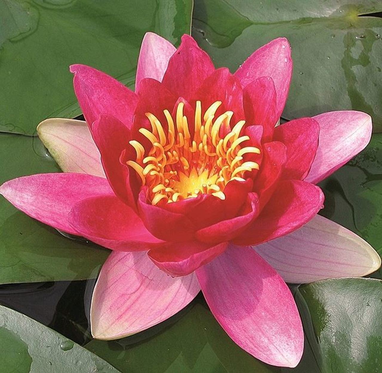Nilüfer Çiçeği-Kırmızı Renk Canlı Bitki Nymphaea Red Water Lily-12cm Saksıda