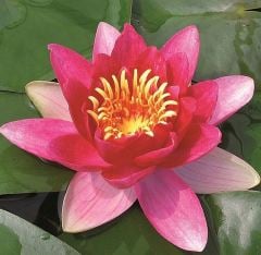 Nilüfer Çiçeği-Kırmızı Renk Canlı Bitki Nymphaea Red Water Lily-12cm Saksıda