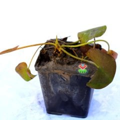Nilüfer Çiçeği-Kırmızı Renk Canlı Bitki Nymphaea Red Water Lily-12cm Saksıda