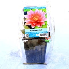 Nilüfer Çiçeği-Kırmızı Renk Canlı Bitki Nymphaea Red Water Lily-12cm Saksıda