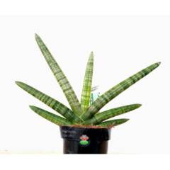 Sukulent, Sansevieria Cylindrica Skyline -Paşa Kılıcı-12 cm saksıda-30+ cm Büyüklük-Teraryum,Kaktüs