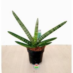 Sukulent, Sansevieria Cylindrica Skyline -Paşa Kılıcı-12 cm saksıda-30+ cm Büyüklük-Teraryum,Kaktüs